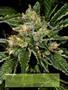 Page: - 16 | High Times