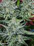 Page: - 19 | High Times