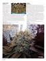Page: - 20 | High Times