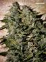 Page: - 54 | High Times