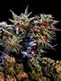 Page: - 55 | High Times