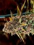 Page: - 56 | High Times