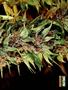 Page: - 57 | High Times