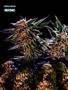Page: - 58 | High Times