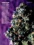 Page: - 85 | High Times