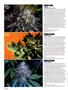 Page: - 90 | High Times