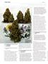 Page: - 100 | High Times