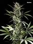 Page: - 101 | High Times