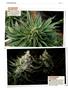 Page: - 122 | High Times