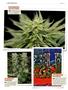 Page: - 124 | High Times
