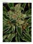 Page: - 48 | High Times