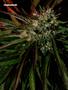 Page: - 63 | High Times