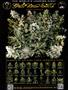Page: - 65 | High Times