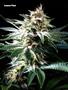 Page: - 67 | High Times