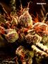 Page: - 70 | High Times