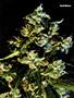 Page: - 101 | High Times