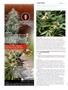 Page: - 104 | High Times