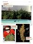 Page: - 124 | High Times