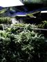 Page: - 17 | High Times