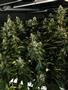 Page: - 49 | High Times