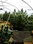 Page: - 63 | High Times