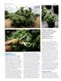 Page: - 64 | High Times