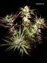Page: - 67 | High Times