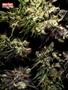 Page: - 68 | High Times