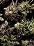 Page: - 69 | High Times