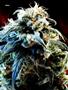 Page: - 70 | High Times
