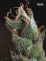 Page: - 101 | High Times