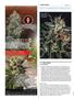 Page: - 104 | High Times