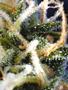 Page: - 16 | High Times