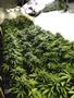 Page: - 49 | High Times