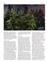 Page: - 62 | High Times