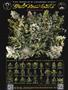 Page: - 65 | High Times