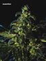 Page: - 67 | High Times