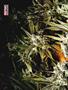 Page: - 68 | High Times