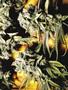 Page: - 69 | High Times
