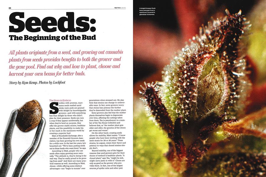 Seeds: The Beginning of the Bud