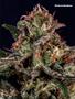 Page: - 101 | High Times