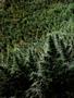 Page: - 14 | High Times