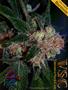 Page: - 4 | High Times