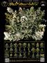 Page: - 65 | High Times