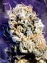 Page: - 67 | High Times