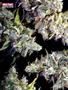 Page: - 68 | High Times