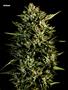 Page: - 70 | High Times