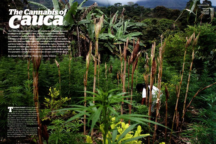 The Cannabis of Cauca
