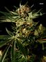 Page: - 101 | High Times