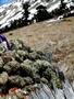 Page: - 15 | High Times
